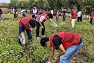 擎鸣志愿展风采 劳动教育润心田——汽车工程学院青田劳动园实践教育活动顺利开展