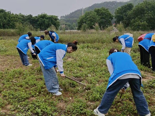 志愿者们以小组为单位，奋力劳动