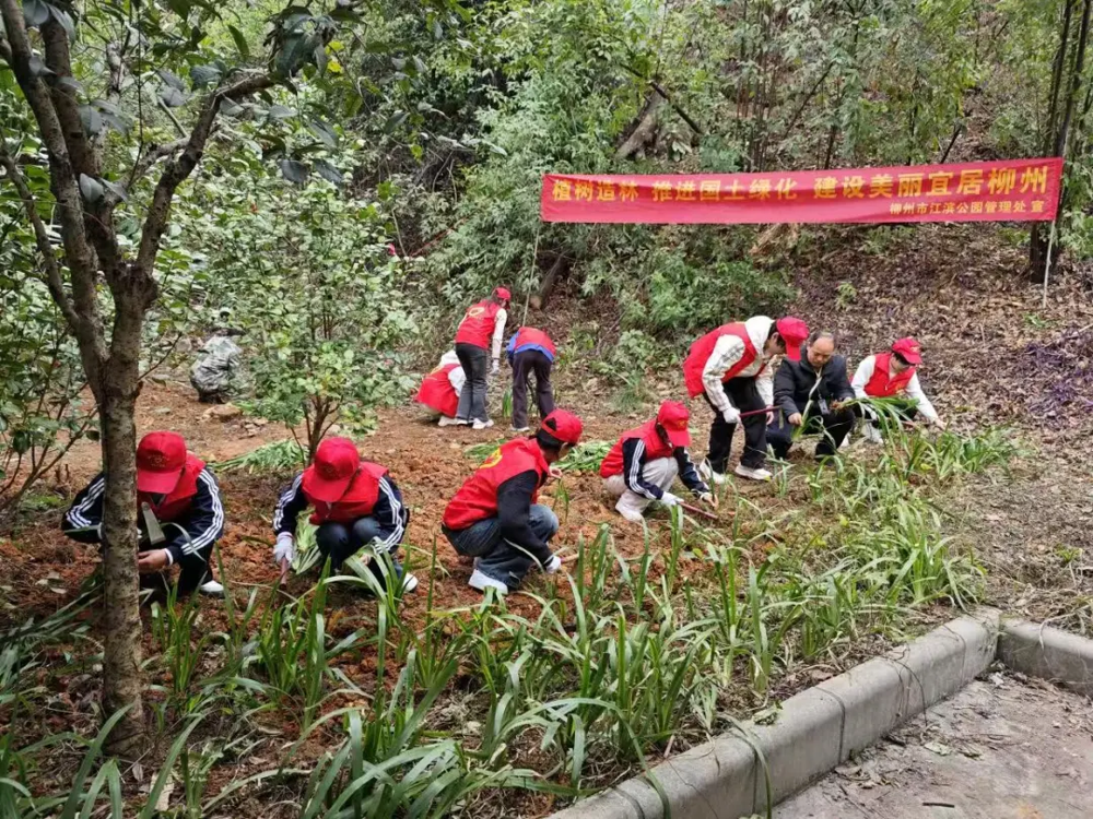 志愿者们在柳州白岩山种下鸭脚木、鸢尾绿植6000余株